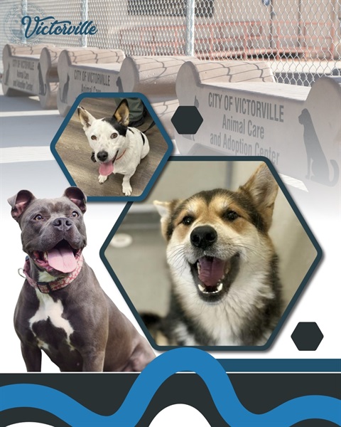 Collage of Dogs in front of the Victorville Animal Care and Adoption Center